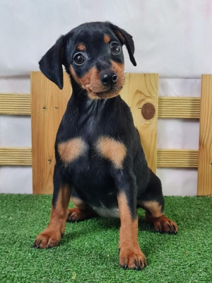 Étalon Pinscher nain - VAURIENNE du mont de la chenaie