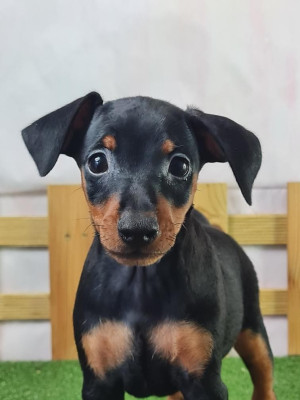 Étalon Pinscher nain - VALKYRIE du mont de la chenaie