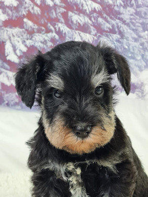 Étalon Schnauzer miniature - VVHISKY COCA du mont de la chenaie