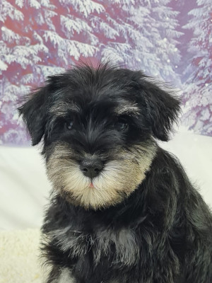 Étalon Schnauzer miniature - AMAZONE du mont de la chenaie