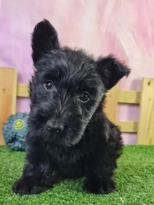 Étalon Scottish Terrier - Tonnerre de brest du mont de la chenaie