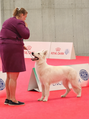 Étalon Berger Blanc Suisse - Another win Gamer De La Niche De Kristal