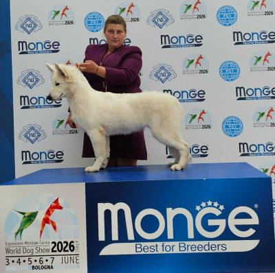Étalon Berger Blanc Suisse - ACCESS TO SUCCESS De La Niche De Kristal
