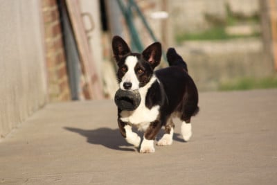 Étalon Welsh Corgi Cardigan - Tiya de la Cité des Grands Feux