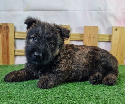 Étalon Scottish Terrier - ASTERIA du mont de la chenaie