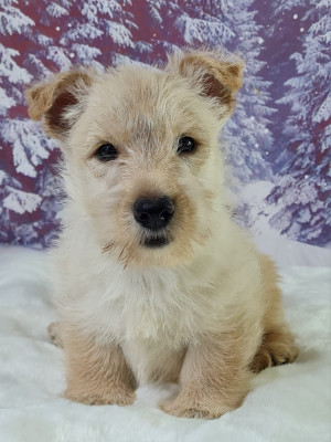 Étalon Scottish Terrier - ANABELLE du mont de la chenaie
