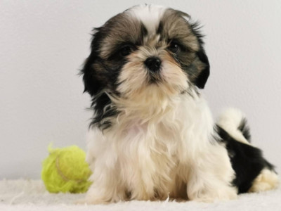 Étalon Shih Tzu - Suzette du mont de la chenaie