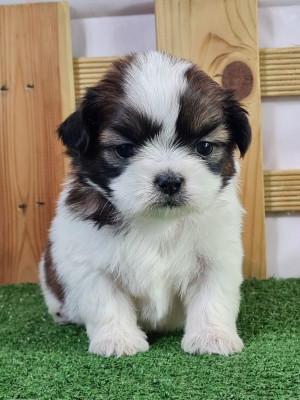 Étalon Shih Tzu - VVASAKI du mont de la chenaie