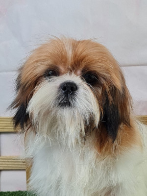 Étalon Shih Tzu - VVUHAN du mont de la chenaie