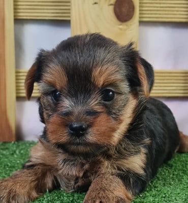 Étalon Yorkshire Terrier - UPSI du mont de la chenaie
