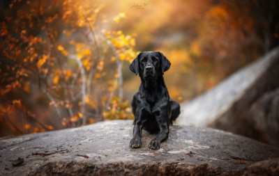 Étalon Labrador Retriever - Next To Me Weena