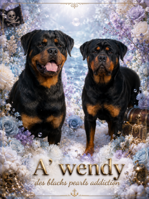 Étalon Rottweiler - A'wendy Des Blacks Pearls Addiction