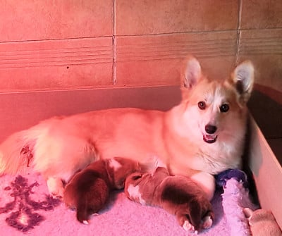 Vamos a la Playa Corgi de l'Outsaïna de l'Outsaïna