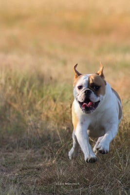 Étalon Bulldog continental - Vivianne De La Truffe D’Acier