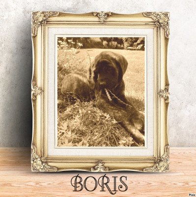 Étalon Mastiff - BORIS des Mastiffs d'Enfer
