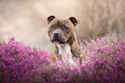 Étalon Staffordshire Bull Terrier - Lalie's Niños Lalie S Niños Vikingr Skjaldmo Lagertha