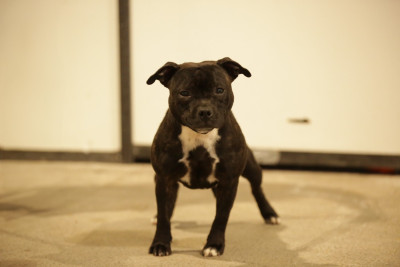 Étalon Staffordshire Bull Terrier - Anna God Save The Quenn Marley Staff's