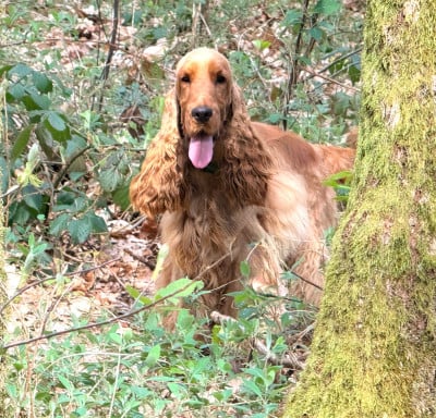 Étalon Cocker Spaniel Anglais - So sweet and Lovely Alter Ego (dit Harlem)