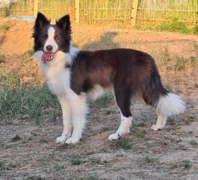 Étalon Border Collie - Atout coeur aka miragesdazur (Sans Affixe)