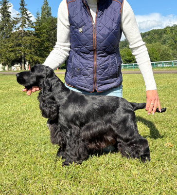 Étalon Cocker Spaniel Anglais - Sunset D'hell Amazone