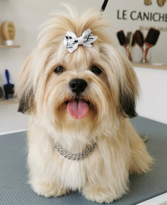 Étalon Shih Tzu - Scotty Du Clos De L'Ecotay