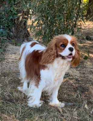 Étalon Cavalier King Charles Spaniel - Soy perfect du domaine du grand saule