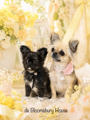 Étalon Chihuahua - Bettina March Periwinkle De Bloomsbury House