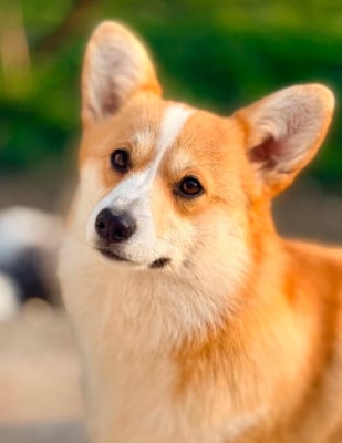 Étalon Welsh Corgi Pembroke - AVA Des Plaines De Barbizon