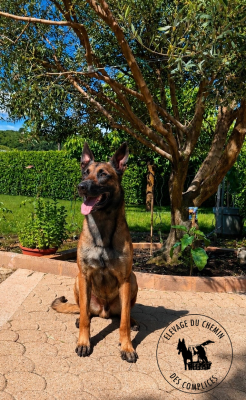 image de Uzi