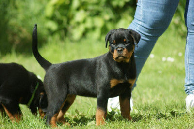 Étalon Rottweiler - Bella Engel Schwarz
