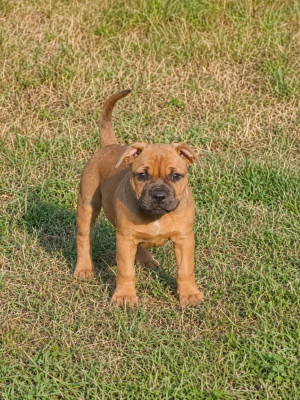 Étalon Staffordshire Bull Terrier - Baloo De La Terre Des Bulls