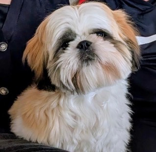 Étalon Shih Tzu - Alvin De Pepsie Pep's