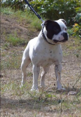 Étalon Staffordshire Bull Terrier - vangerbull Jester Jocker
