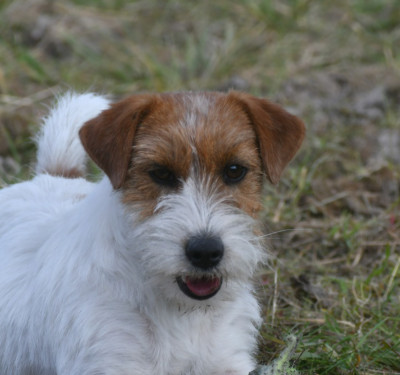 Étalon Jack Russell Terrier - ATIKA Des Gerveilles