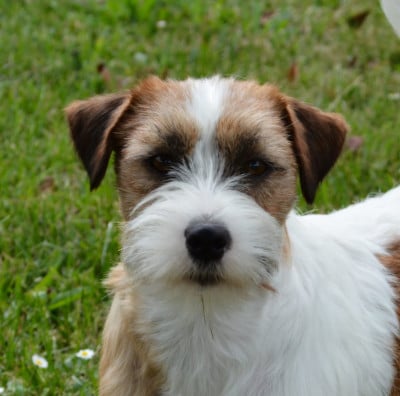 Étalon Jack Russell Terrier - ATTOO Des Gerveilles