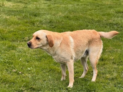 Étalon Labrador Retriever - TORK Des marais de courmont