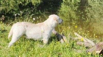 Étalon Labrador Retriever - Unny du jardin de boheme