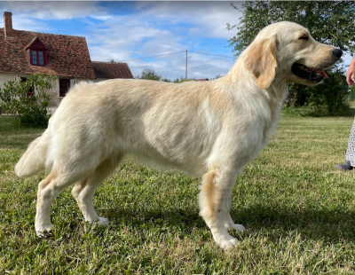 Étalon Golden Retriever - A Diamond in the Sky Du Ruisseau De La Groseille