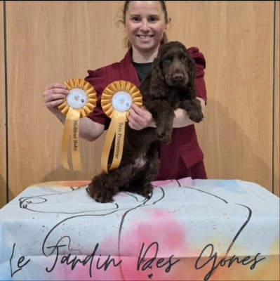 Étalon Cocker Spaniel Anglais - ALIBI Du Jardin Des Gones