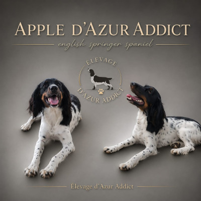 Étalon English Springer Spaniel - Apple D'Azur Addict
