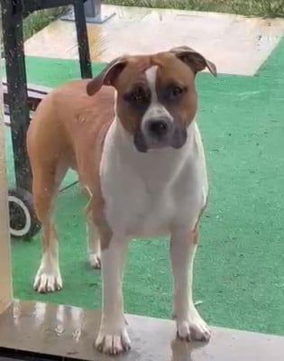 Étalon American Staffordshire Terrier - moonrising Treat Me Nice