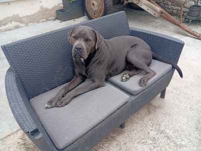 Étalon Cane Corso - EMPEROR DIT USKO (Sans Affixe)
