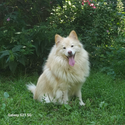 Étalon Chien finnois de Laponie - Gloria Al nasija