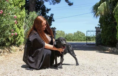 Étalon Labrador Retriever - Sisi (Sans Affixe)
