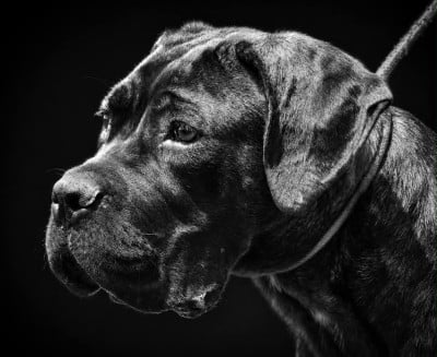 Étalon Cane Corso - Abyss du temple de jade