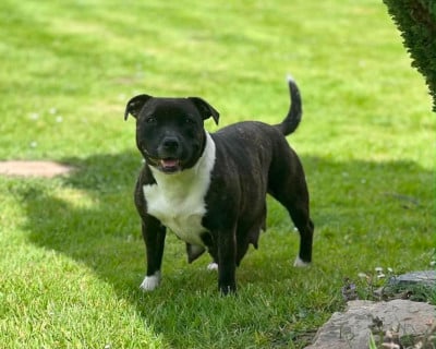 Étalon Staffordshire Bull Terrier - Tesla du hameau de fontenay