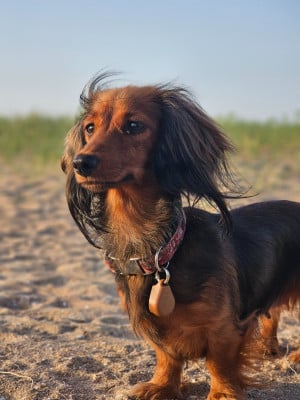 Velourette Di Casa Borgo