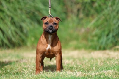 Étalon Staffordshire Bull Terrier - Apple bloom De Rockstar Dog