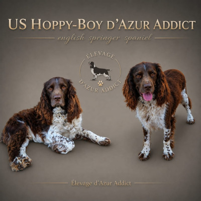 Étalon English Springer Spaniel - US Hoppy-Boy D'Azur Addict
