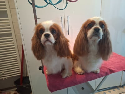 Étalon Cavalier King Charles Spaniel - Alienor Of Jewel'symphony